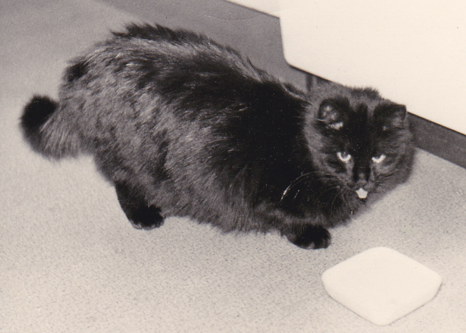 Meine Katze Minke 1974